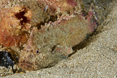 Aploactisoma milesii