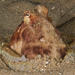 Southern Keeled Octopus - Photo (c) Rebecca Lloyd, some rights reserved (CC BY-NC), uploaded by Rebecca Lloyd