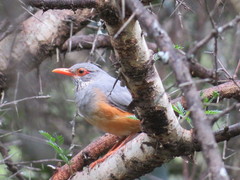 Turdus tephronotus