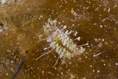Amblyosyllis