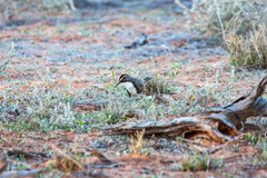 Pomatostomus ruficeps
