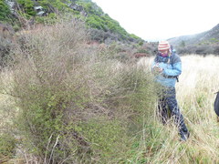 Olearia bullata
