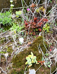 Cotyledon papillaris