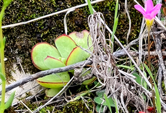 Cotyledon papillaris