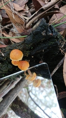 Gymnopilus allantopus