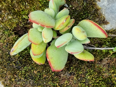 Cotyledon papillaris
