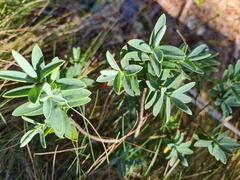 Veronica albicans