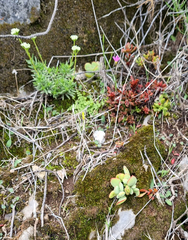 Cotyledon papillaris