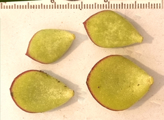 Cotyledon papillaris