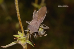 Anoplocnemis