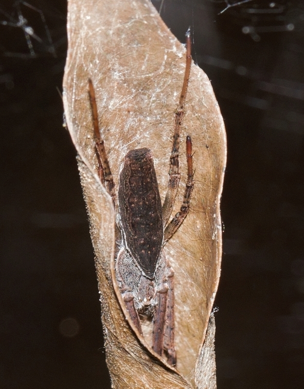 Cyrtophora petersi