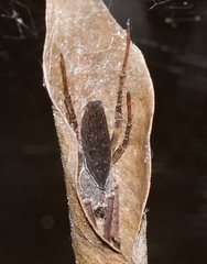 Cyrtophora petersi