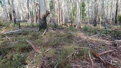 Gymnopilus allantopus