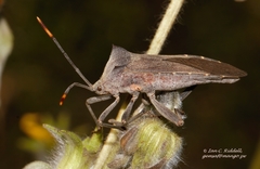 Anoplocnemis