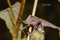 Anoplocnemis