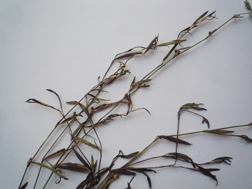 Bellard's smartweed (Polygonum patulum)