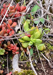 Crassula cotyledonis