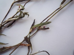 Polygonum patulum