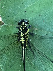 Leptogomphus sauteri formosanus