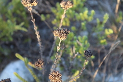 Crassula subulata fastigiata