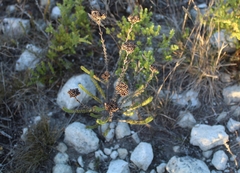 Crassula subulata fastigiata