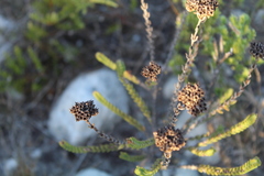Crassula subulata fastigiata