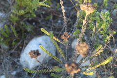 Crassula subulata fastigiata