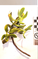 Crassula cultrata