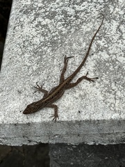Anolis sagrei