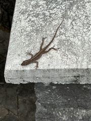 Anolis sagrei