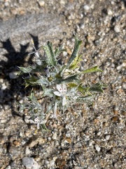 Loeseliastrum schottii