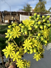 Aeonium canariense