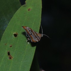 Choreutis periploca