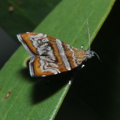 Choreutis periploca