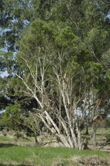 Melaleuca trichostachya