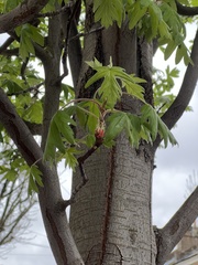 Eriolobus trilobatus