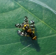 Rhagoletis cerasi