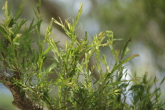 Melaleuca trichostachya