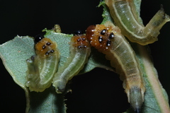 Lophyrotoma interrupta