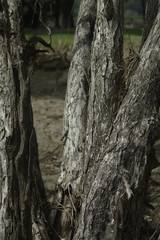 Melaleuca trichostachya