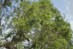 Melaleuca trichostachya