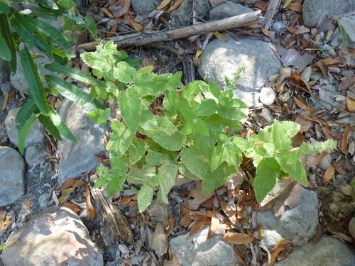 iNaturalist observation photo of whitestem hedgenettle