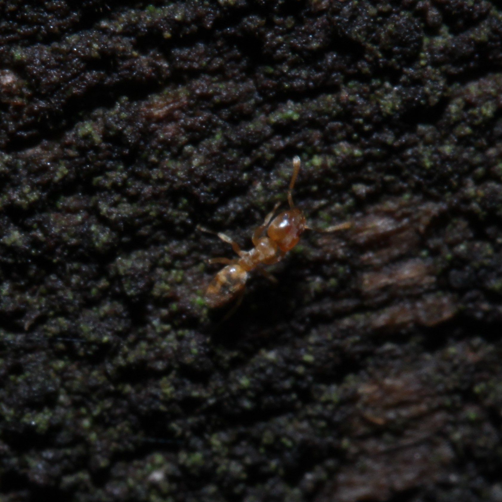 Nebothriomyrmex