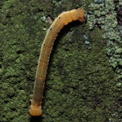 Gastrinodes argoplaca