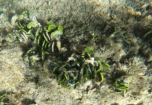 Halimeda discoidea observed 2022-04-03