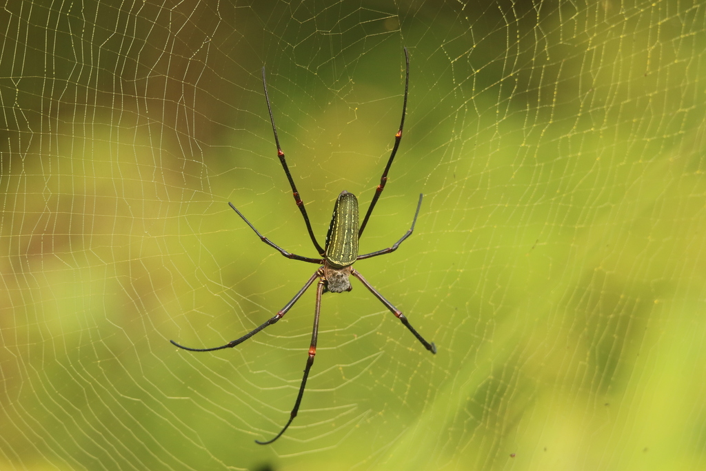 Nephila constricta from Carrefour Missombo on January 12, 2022 at 06:24 ...