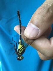 Leptogomphus sauteri formosanus