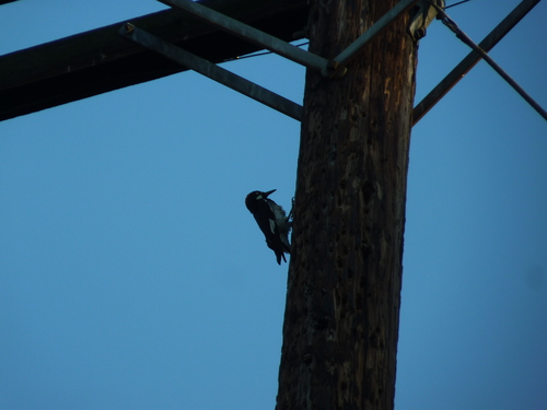 iNaturalist observation photo of Acorn Woodpecker