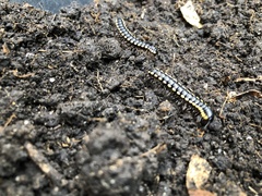 Orthomorpha communis