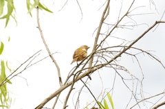 Passer diffusus stygiceps